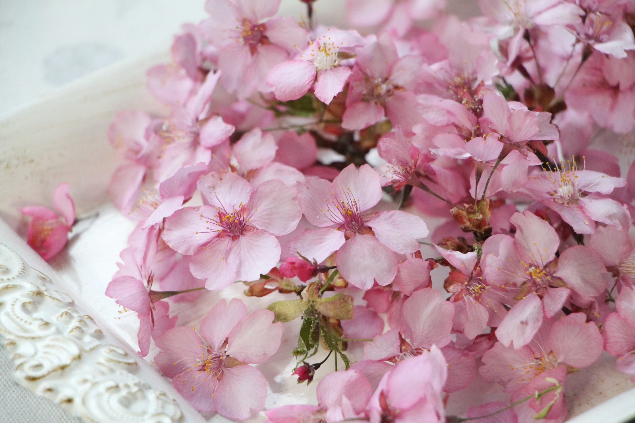 やさしい春をそのままに 河津桜のドライフラワー