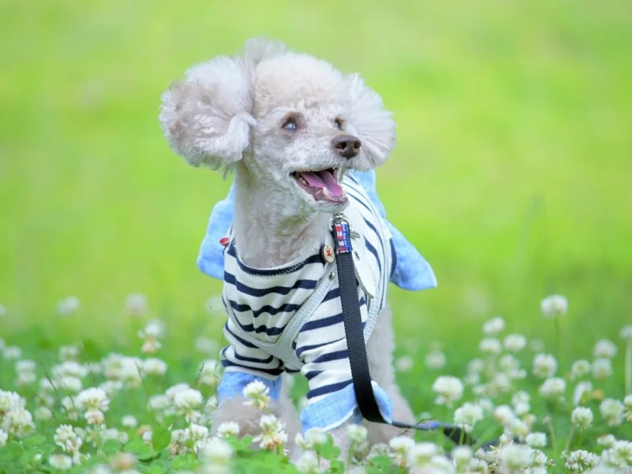 犬と猫に服を着せること