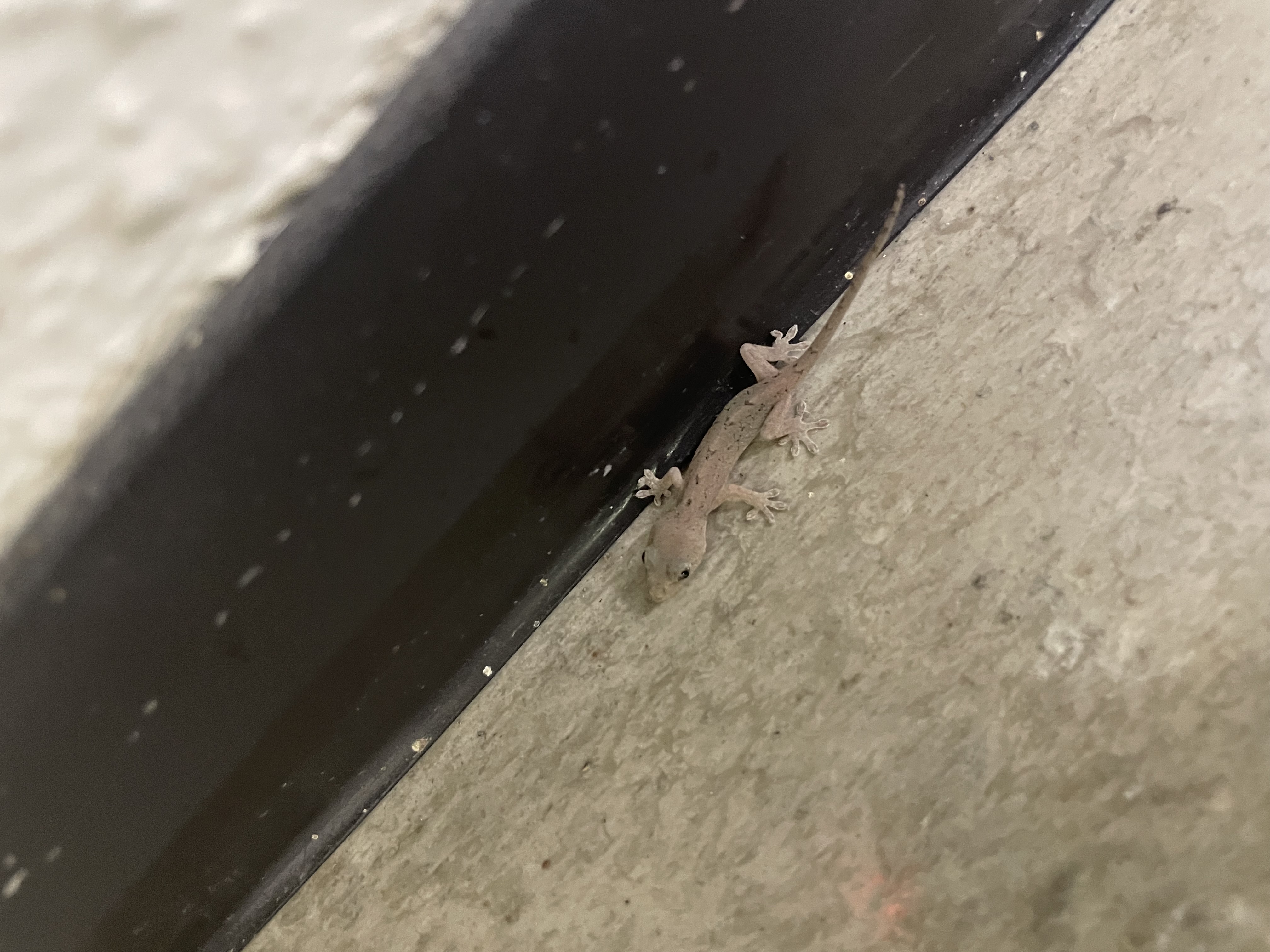 こやもり