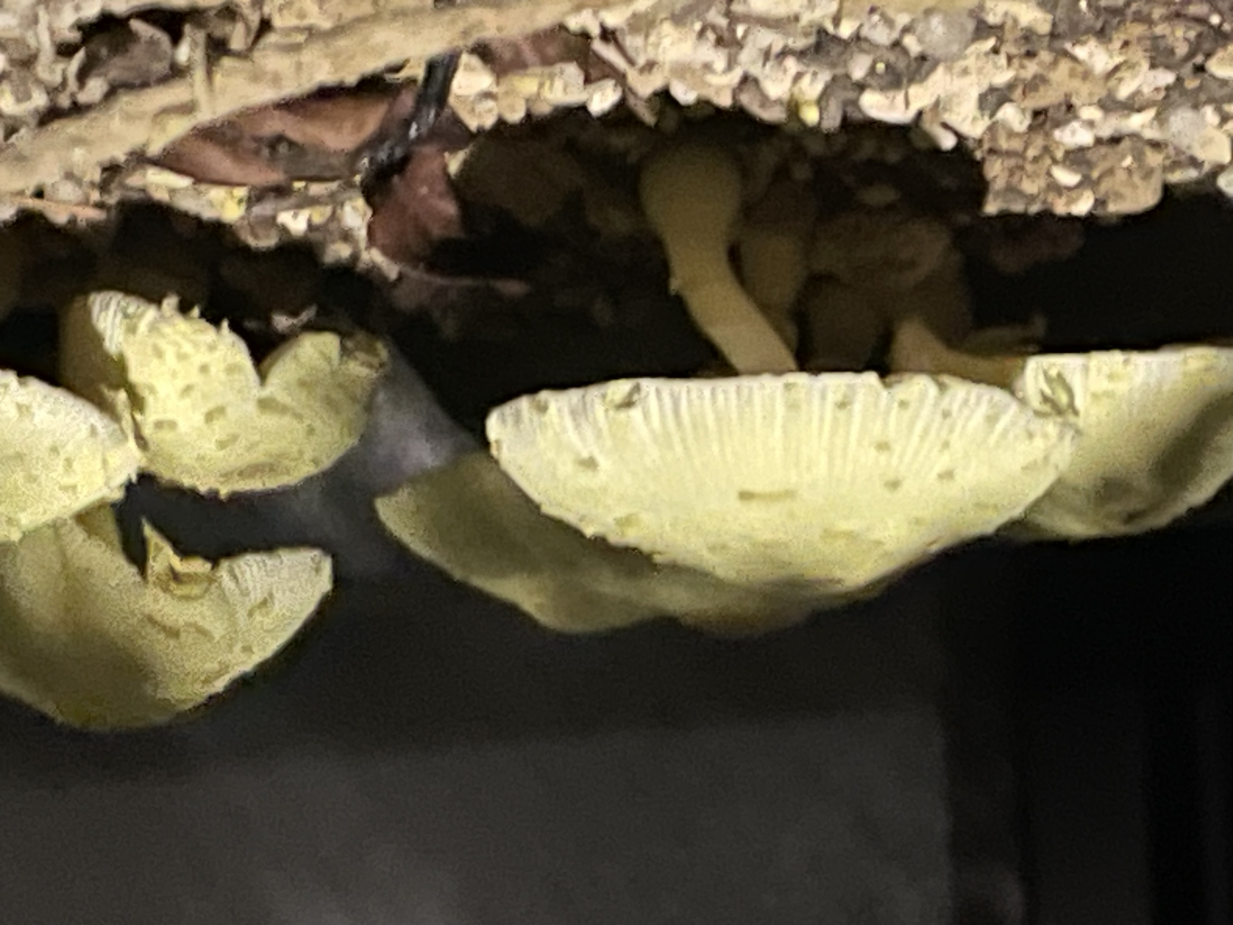 きのこ🍄通り