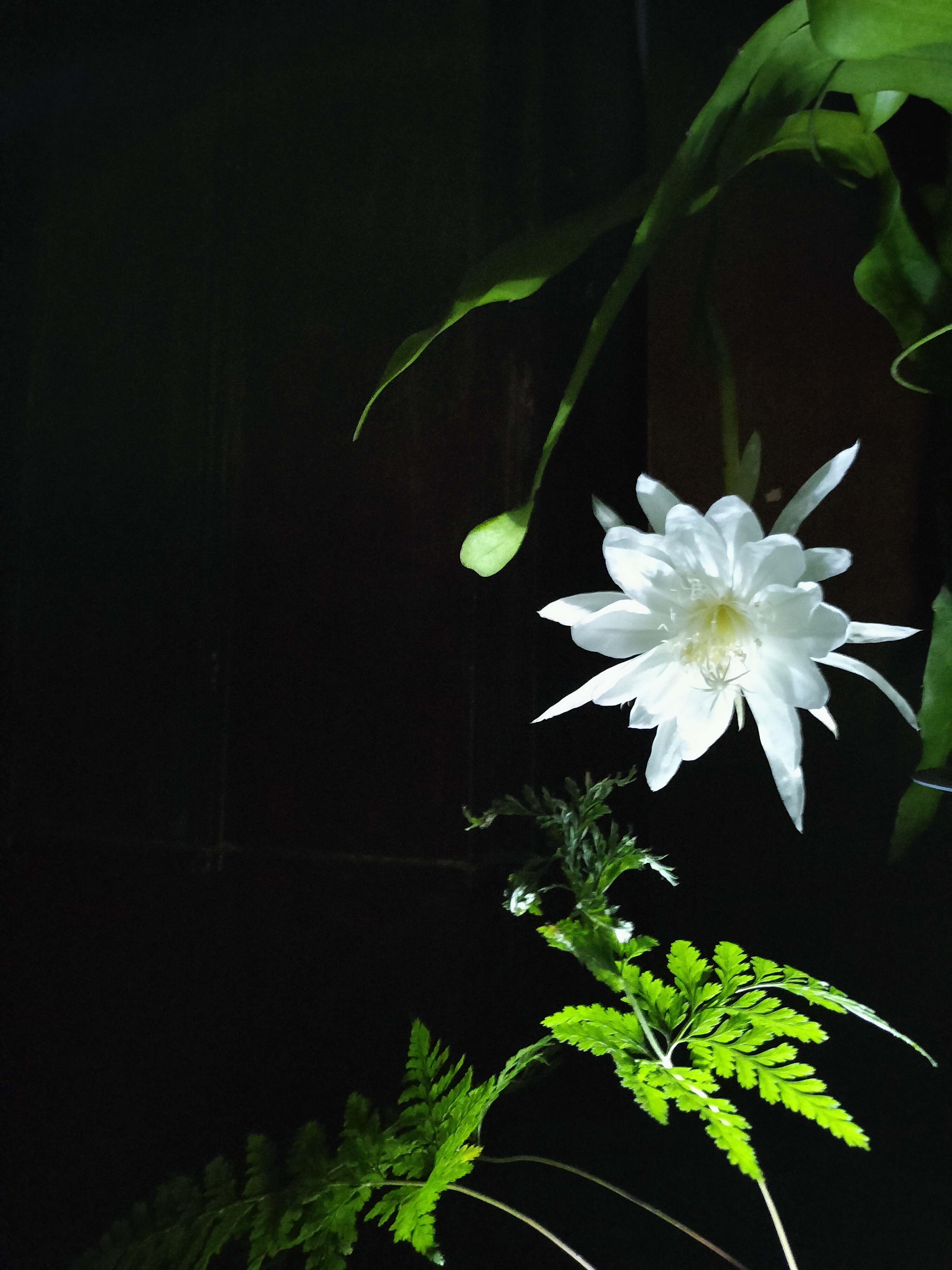 初めまして!Leptoは、小さなお花屋さんです❀BASEでLittle　Plansを御提供❀