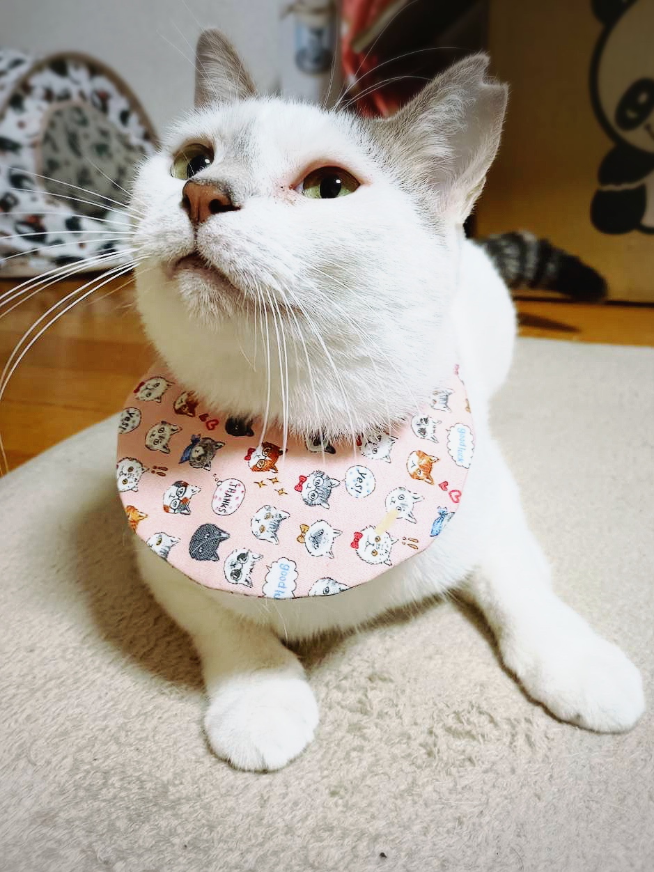 可愛い猫ちゃん