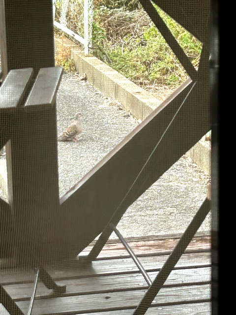 小さな鳩と植物