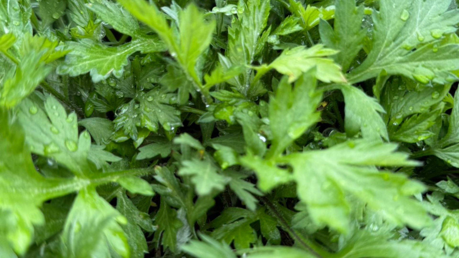 よもぎベース、次のステージへ。