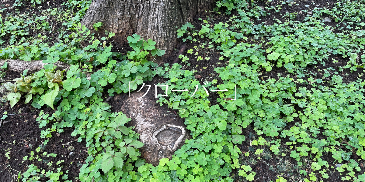 「クローバー」