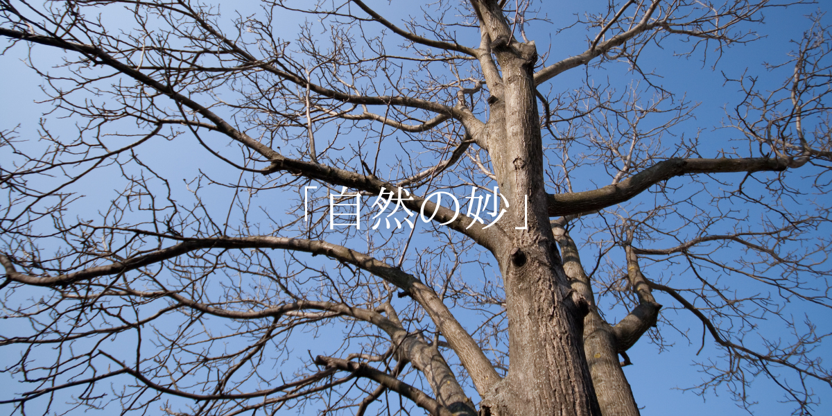 「自然の妙」