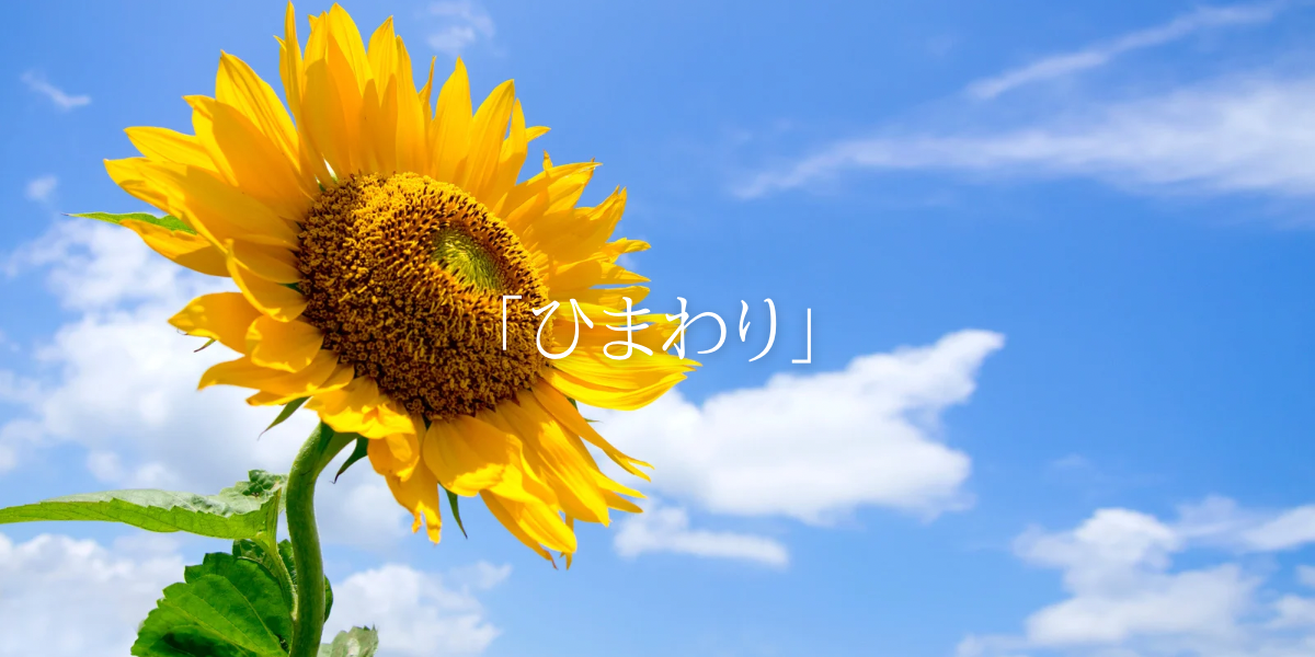 「ひまわり」