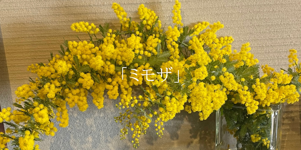 「ミモザ」