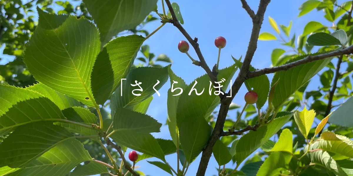「さくらんぼ」