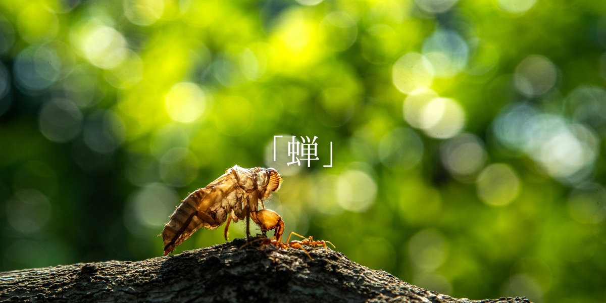 「蝉」