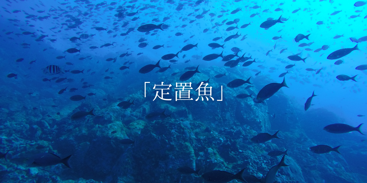 「定置魚」