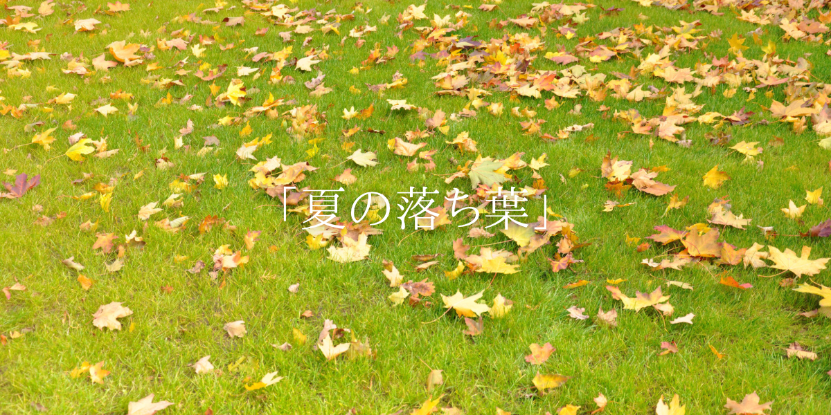 「夏の落ち葉」