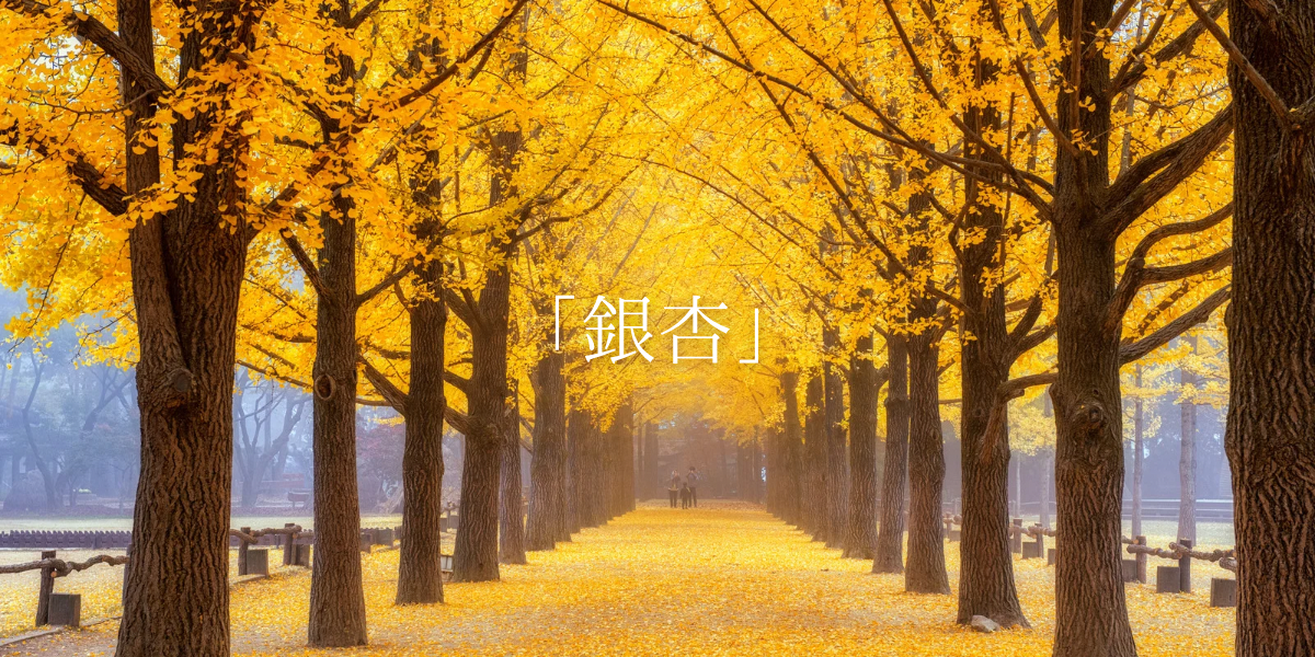 「銀杏」