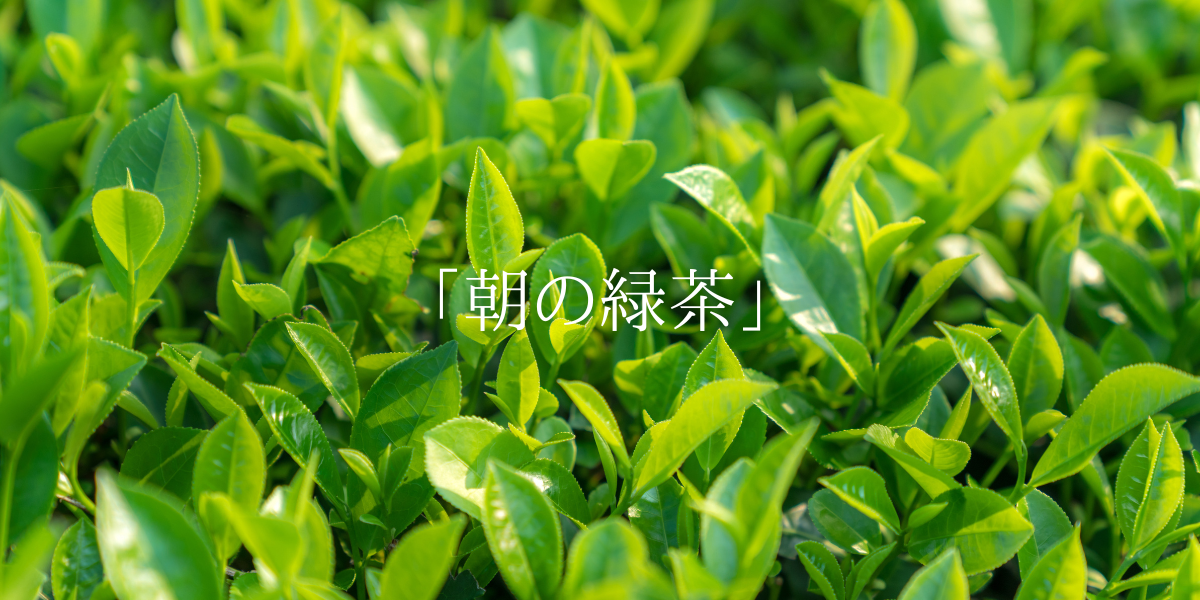 「朝の緑茶」