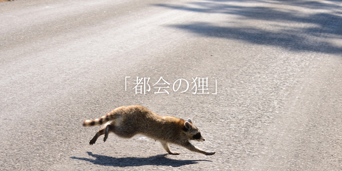「都会の狸」