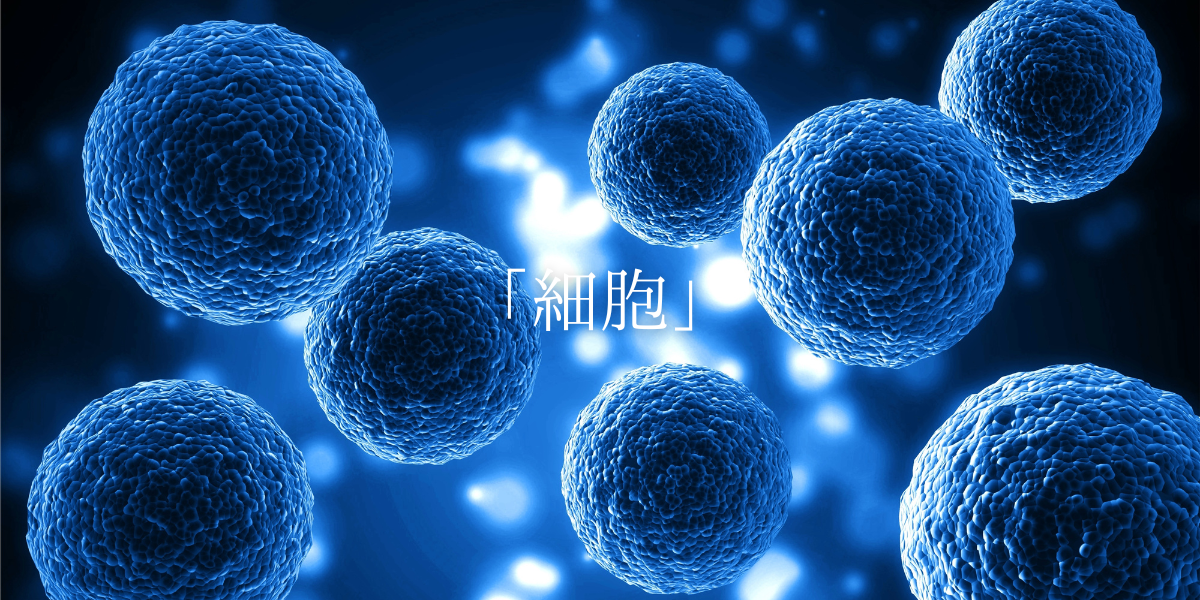 「細胞」