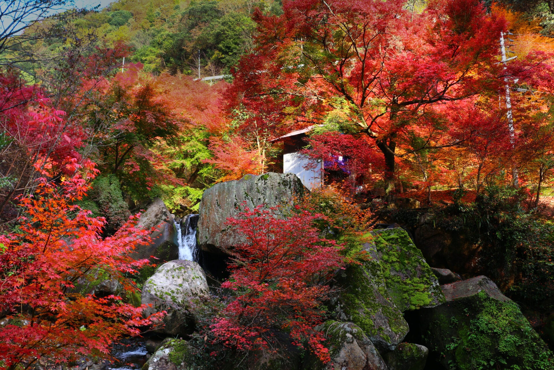 秋の行楽シーズンの始まりです。🍁広島県府中市で楽しむ秋の彩り