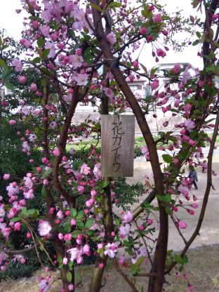 🌸店主ブログ更新しました★桜シーズンのワールドウォッチン