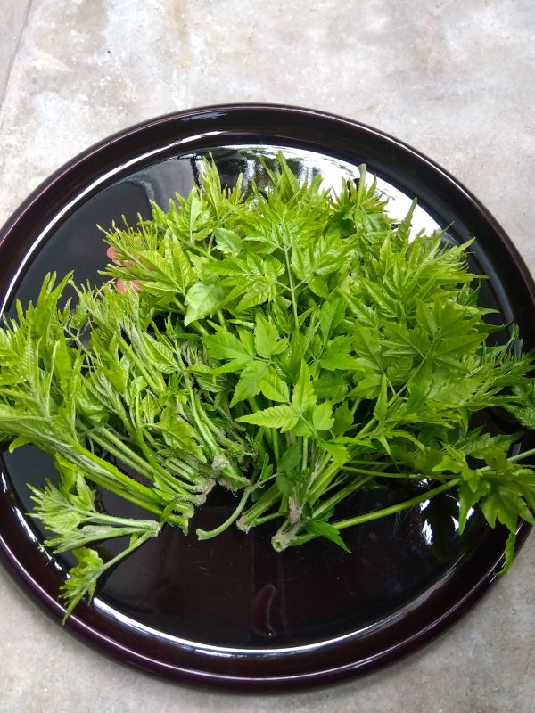 🍃🌷店主ブログ更新しました★春の新芽で入浴用美肌チンキを作る♪