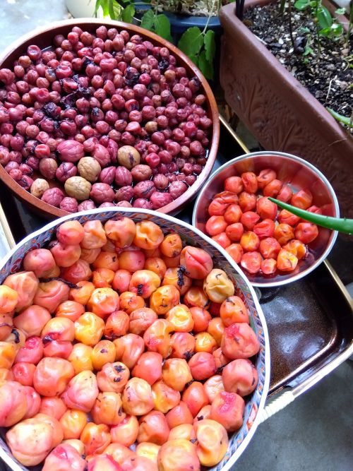 🌴🌺夏は毎日食べたい★梅干しの効能🏖