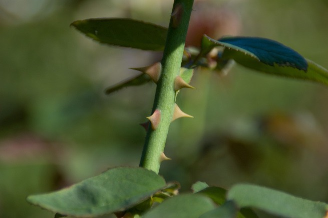 お手入れ管理方法について