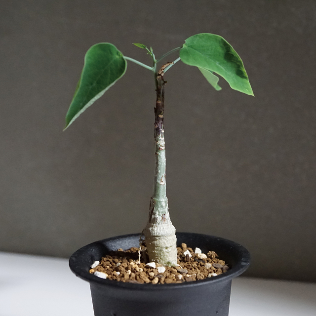 マニアック好き集まれ！普通とは違った植物を探している方にピッタリの塊根植物「アデニア・エキローサ」