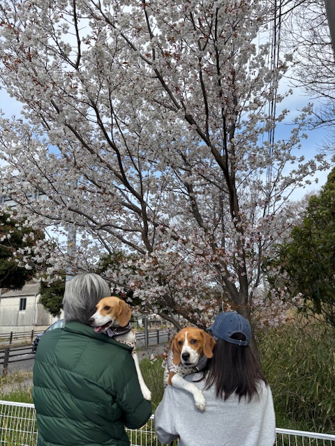 さくら咲く