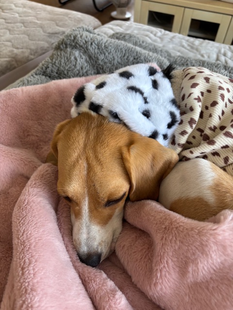 あったかグッズ