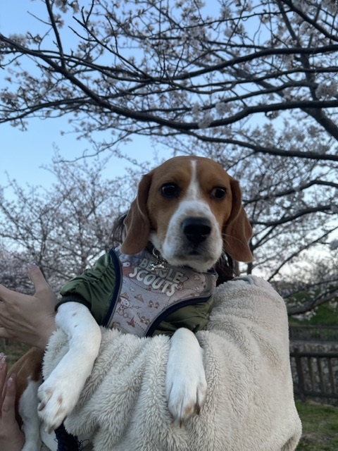 春ですね