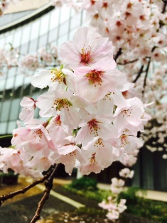 雨の桜。