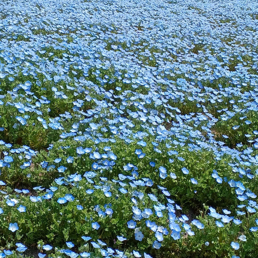 noteで屋久杉物語、はじめました