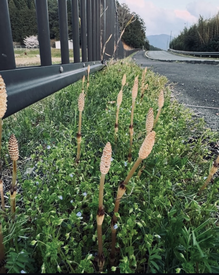 ライス・ワーク・バランス