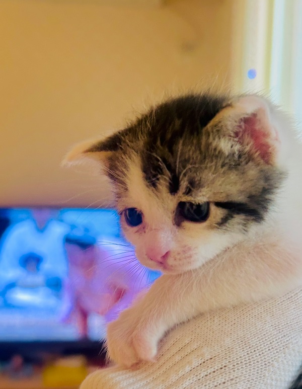 【開発・製造スタッフ】ねこが好き🐈