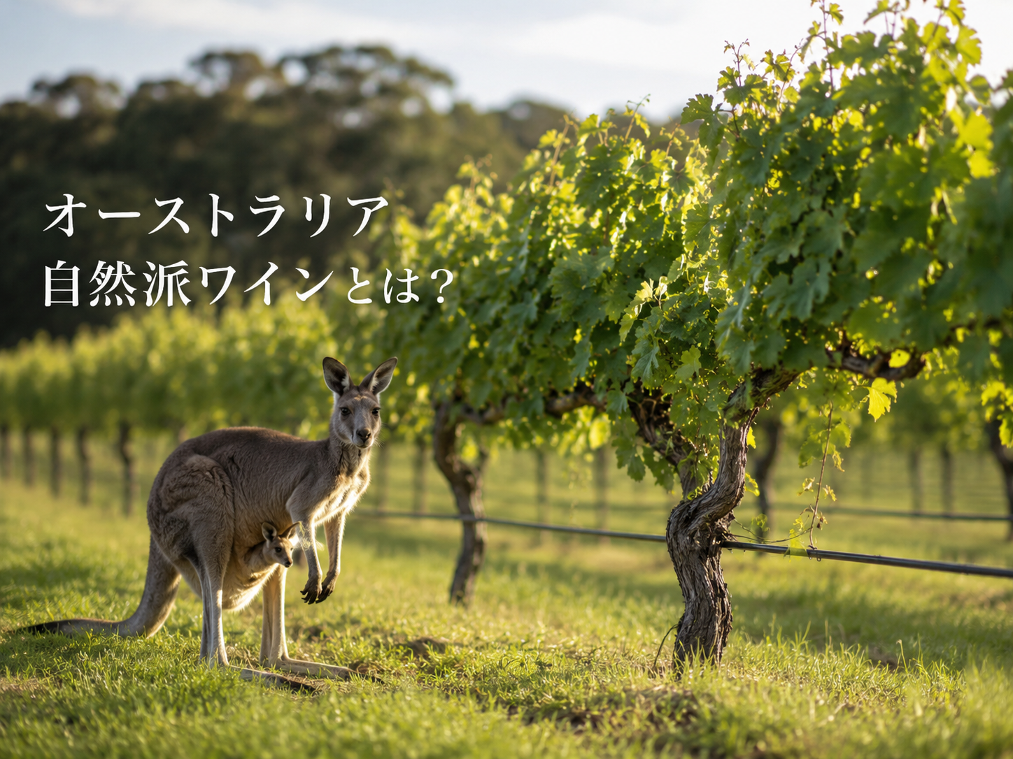 オーストラリアナチュラルワイン（自然派ワイン）とは？