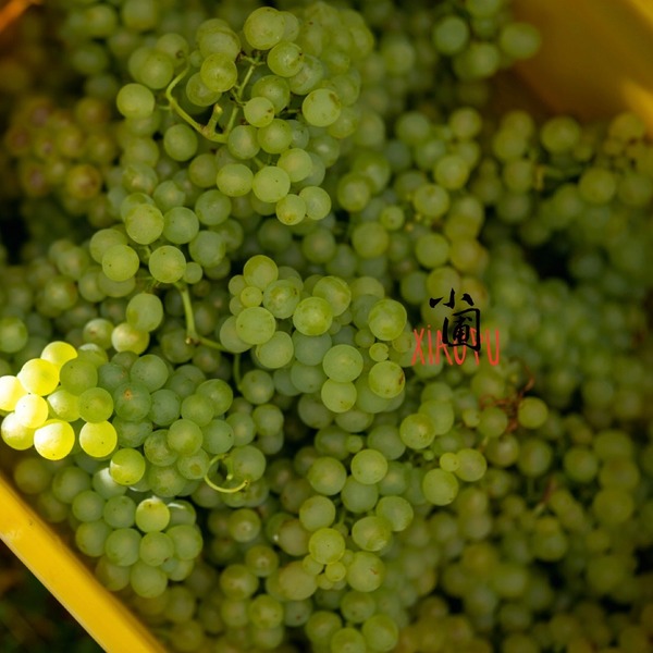 中国ナチュラルワインの新星「小圃（Xiaopu）」、RAW WINE TOKYO 2025で大注目！