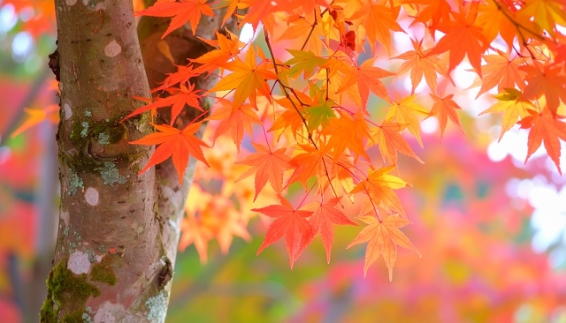 秋のうるおい習慣🍂髪・肌・空気まで整える無添加ケア