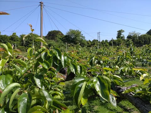 摘果の真っ最中