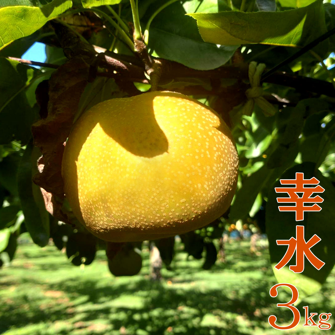 幸水梨　予約受付開始