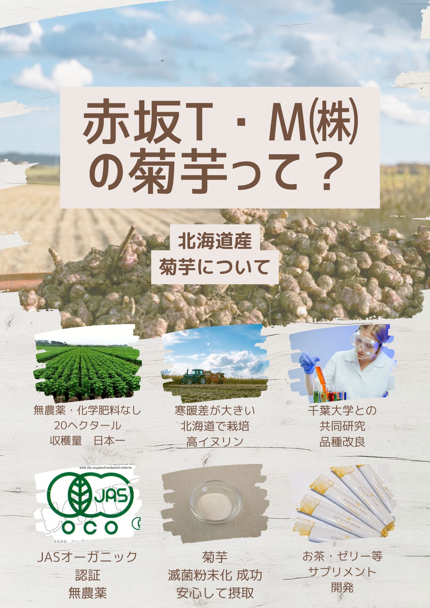 赤坂T・Mの【高性能】菊芋ついて