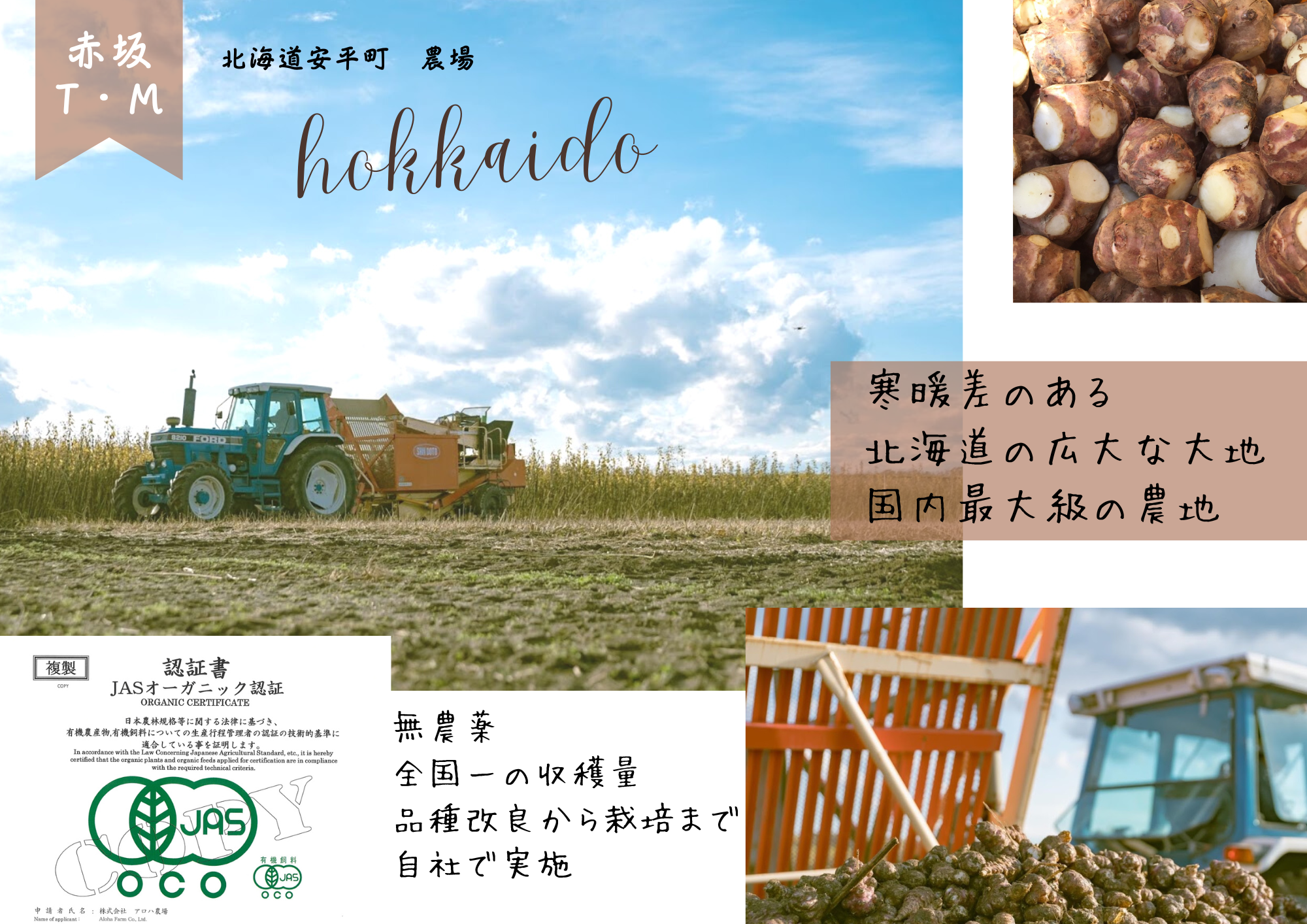 赤坂T・M　北海道菊芋　JAS認証