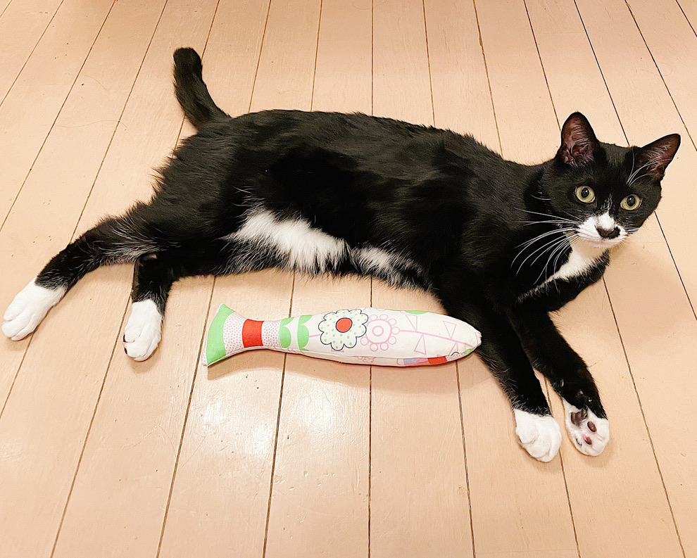 ねこと働く