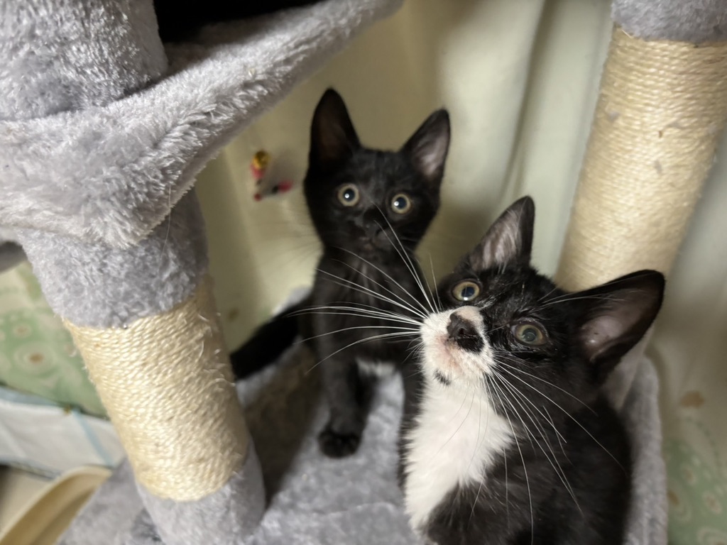 猫うららさんとの出会い