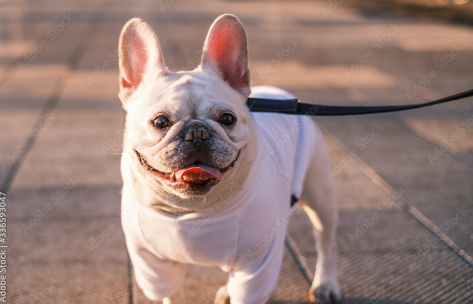 オンラインショップオープンしました！