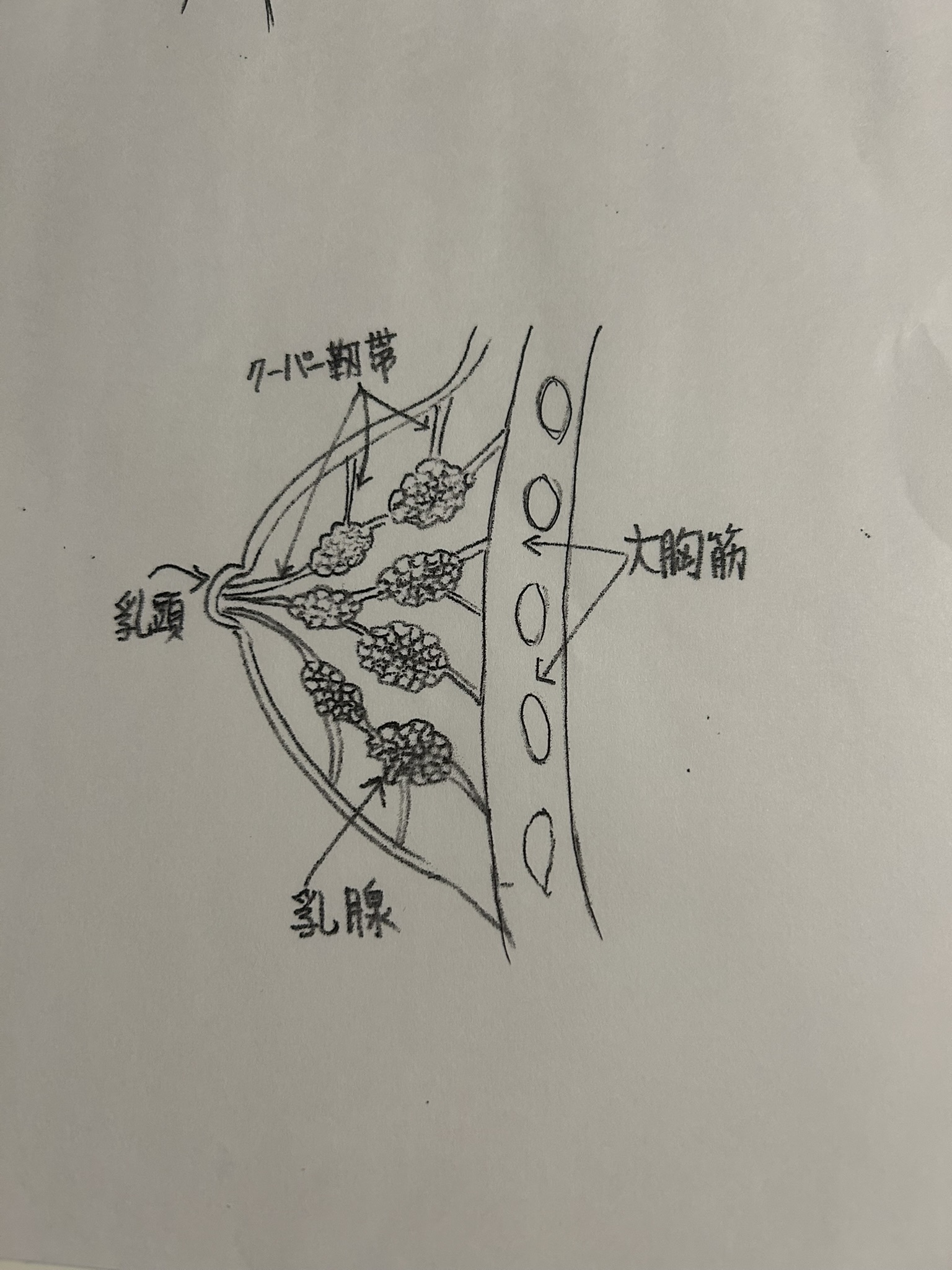 バストの知識
