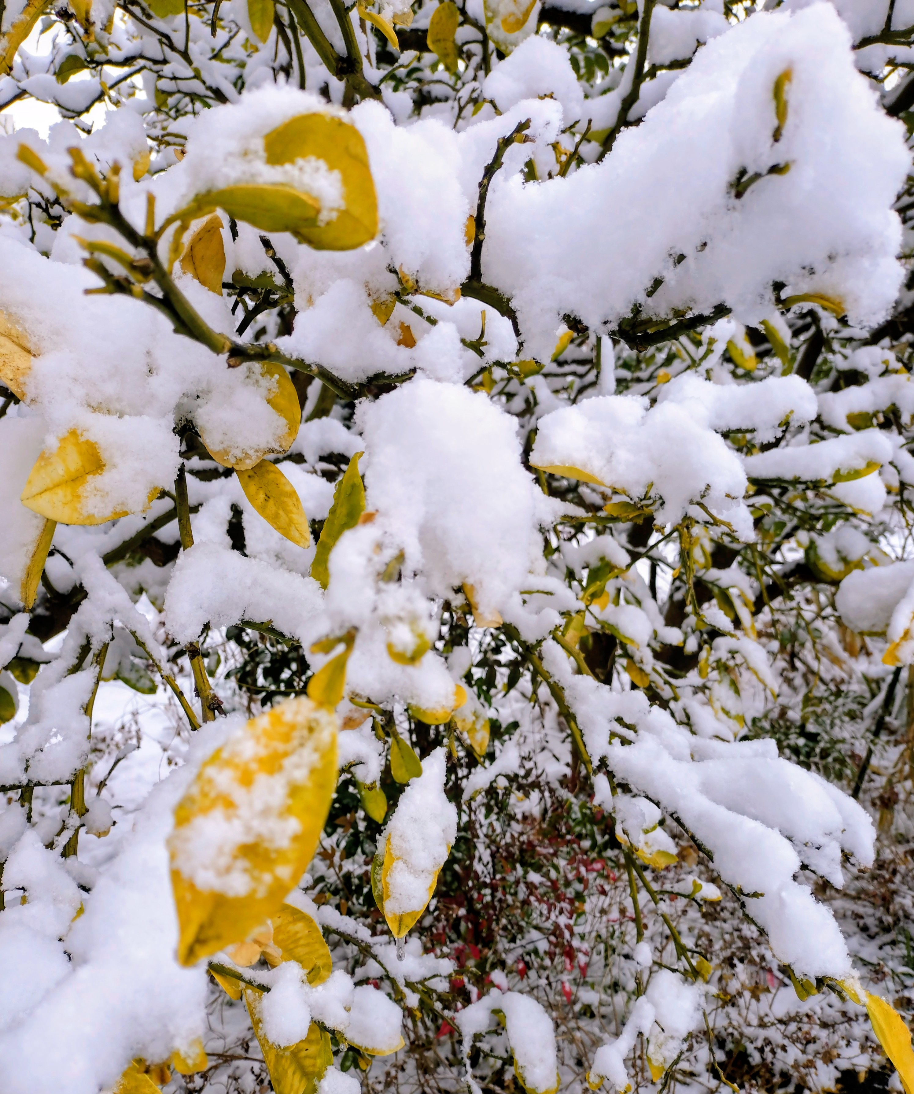 雪やこんこん