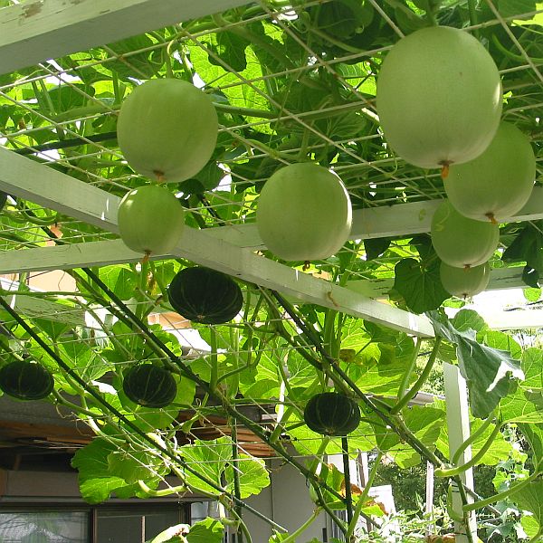 【屋上菜園】１０　たくさんの夏野菜が実りました