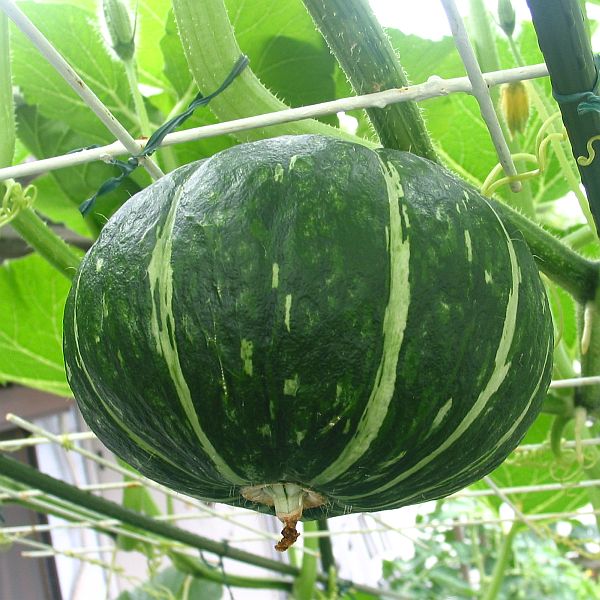 【屋上菜園】１１　ミニかぼちゃの収穫