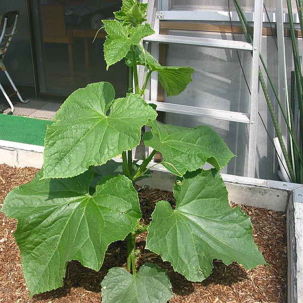 【屋上菜園】5　成長する夏野菜