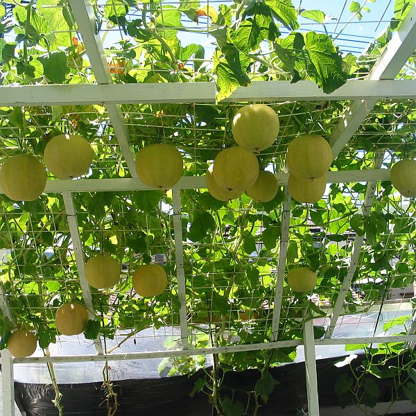 【屋上菜園】１２　ころたんメロン空中栽培