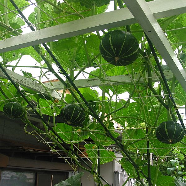 【屋上菜園】７　ミニかぼちゃの空中栽培